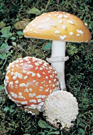 amanita